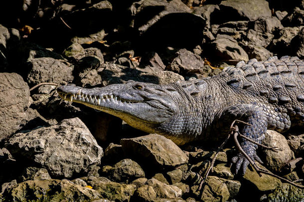 鳄鱼在落水洞峡谷-恰帕斯,墨西哥