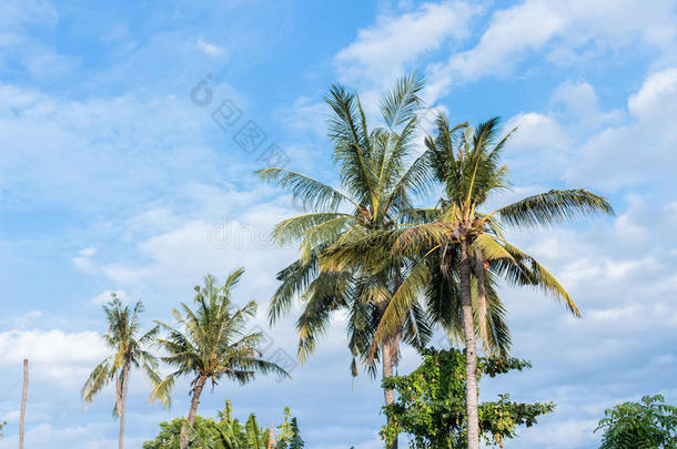 椰子手掌树向蓝色克劳迪天向一tropic一lisl一ndB一li,
