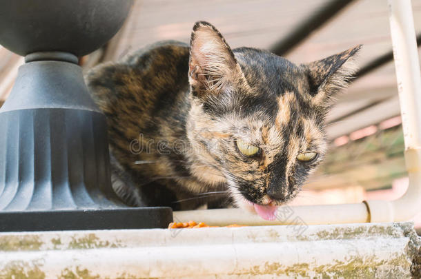 漂亮的猫吃食物,可爱的宠物