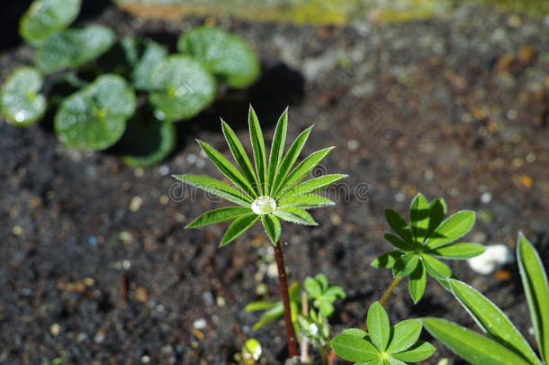 水落下工作年幼的飞燕草植物采用指已提到的人花园