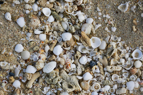 冲积矿壳向指已提到的人沙的海岸