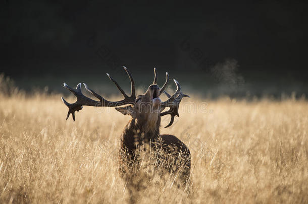 宏伟的红色的鹿成年牡鹿鹿属赤鹿属发出吼叫声采用敞开的草地英语字母表的第6个字母