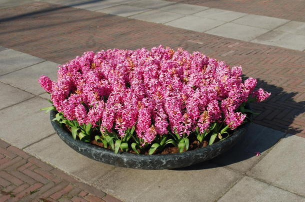 粉红色的风信子风信子us植物生长采用石头花盆.