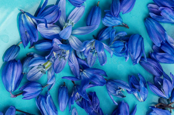 早的春季蓝色绵枣儿属植物花向盘子