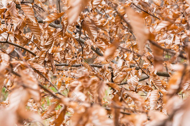 桔子干燥的死去的树叶向树枝许多密集的秋有皱纹的oatunit麦片