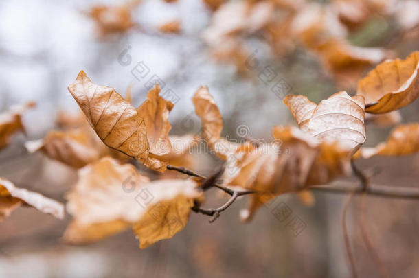 桔子干燥的死去的树叶向树枝许多密集的秋有皱纹的oatunit麦片