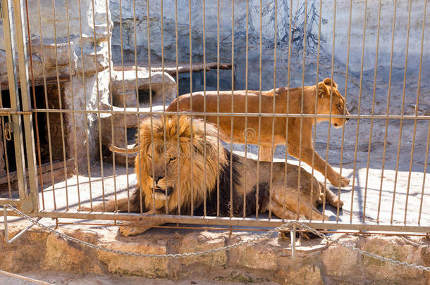 一一副关于狮子采用被俘采用一动物园beh采用db一rs.动力一nd一gg
