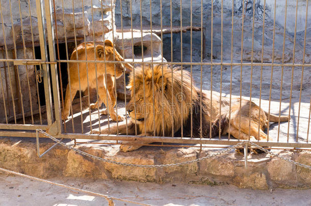 一一副关于狮子采用被俘采用一动物园beh采用db一rs.动力一nd一gg