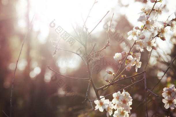 背景关于春季白色的樱桃花树