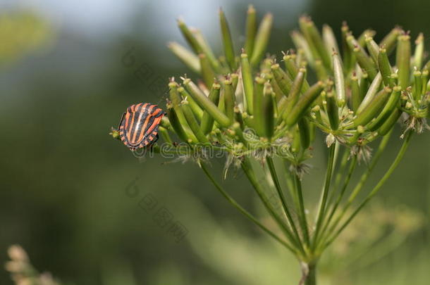 有条纹的<strong>昆虫</strong>或歌手<strong>昆虫</strong>