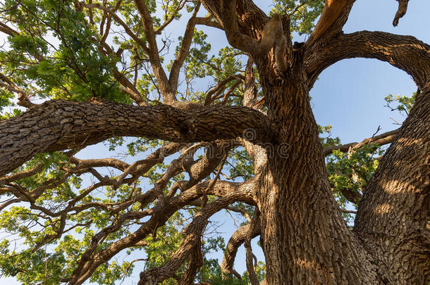 巨人树枝关于巨人山谷栎树树采用南方的美国加州