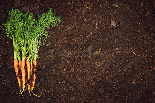 生的自然的蔬菜食物.胡萝卜顶看法自然的泥土后面