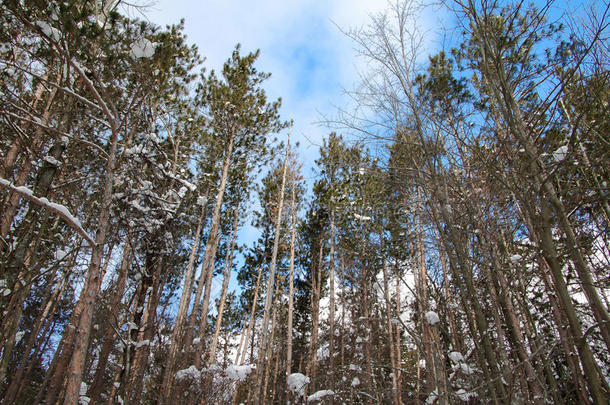 白天雪大量的树