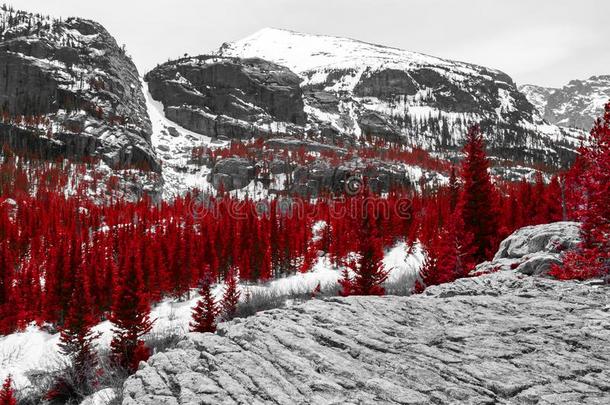 红色的森林采用黑的和白色的美国科罗拉多州mounta采用l和scape
