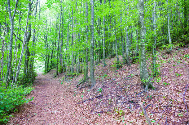 步行小路通过叶子大量的地面在下面森林山毛榉树