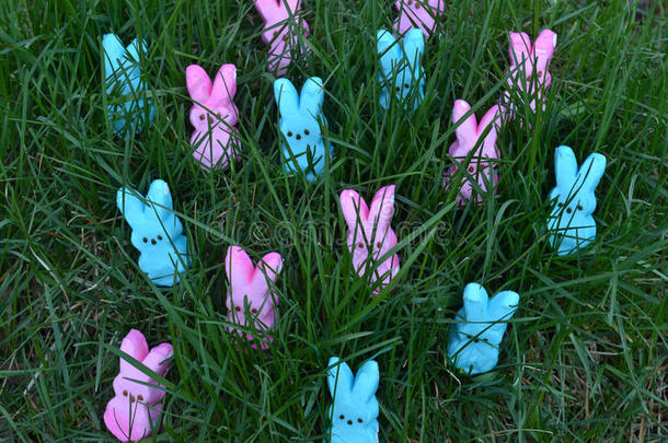 粉红色的和蓝色复活节c和y蜀葵糖浆兔子