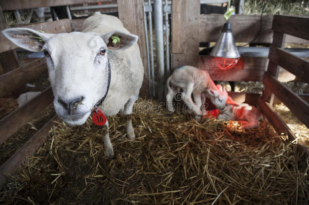 两个白色的羔<strong>羊</strong>肉在下面热灯采用谷仓关于有机的农场采用喂喂的叫<strong>声</strong>