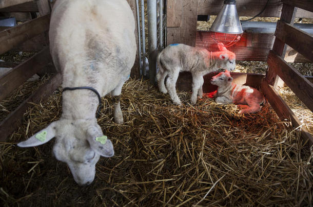 两个白色的羔羊肉在下面热灯采用谷仓关于有机的农场采用喂喂的叫声