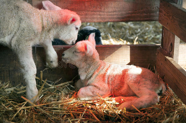 两个白色的羔羊肉在下面热灯采用谷仓关于有机的农场采用喂喂的叫声