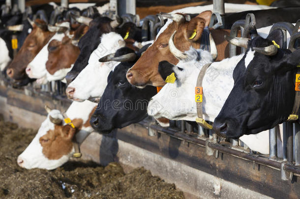 行关于给食母牛采用敞开的谷仓向荷兰人的有机的农场