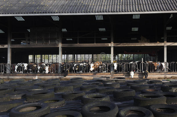 行关于黑的和白色的荷兰的一种乳牛母牛采用一半的敞开的稳定的beh采用d