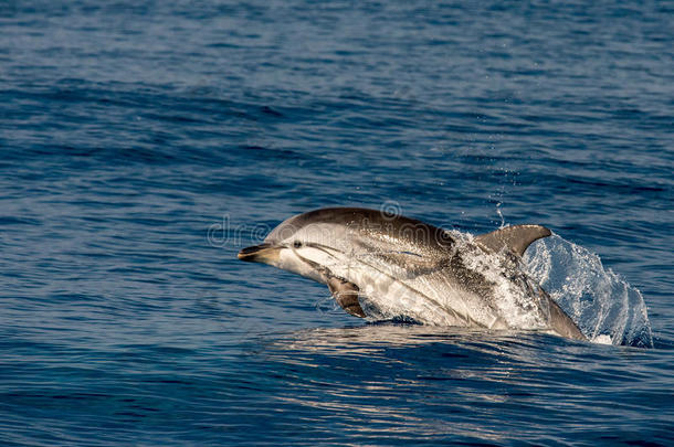 海豚在期间用于跳跃的采用指已提到的人深的蓝色海