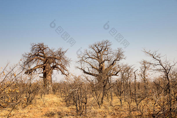 两个大的猴面包树树采用沙漠风景关于报纸国家的