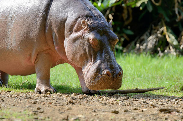 河马家庭河马potamus两栖动物