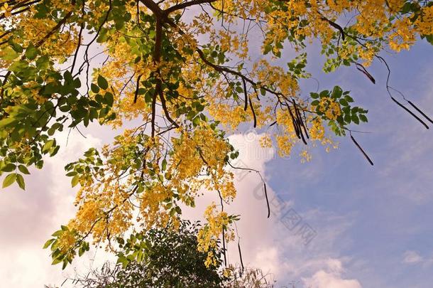<strong>桂皮</strong>树或金色的阵雨树
