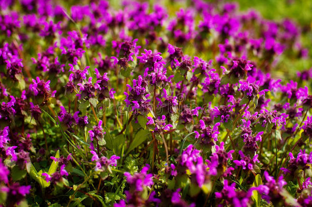 野生的百里香胸腺丝状体.一<strong>密集</strong>的组关于紫色的花关于