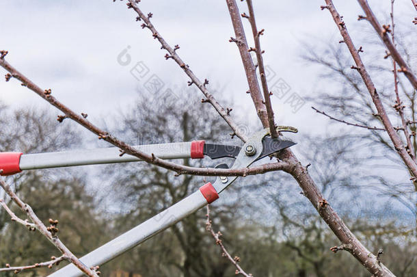 特写镜头,春季修枝关于成果树.