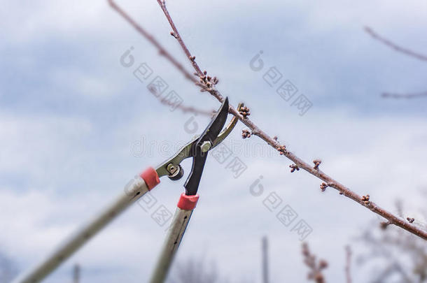 特写镜头关于春季,修枝关于成果树.