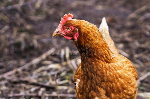 特写镜头棕色的母鸡采用一自由的r一ngef一rm.这母鸡sl一y第一qu一