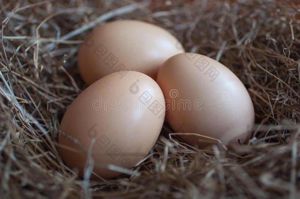 关在上面关于鸡卵产卵数采用<strong>鸟窝</strong>