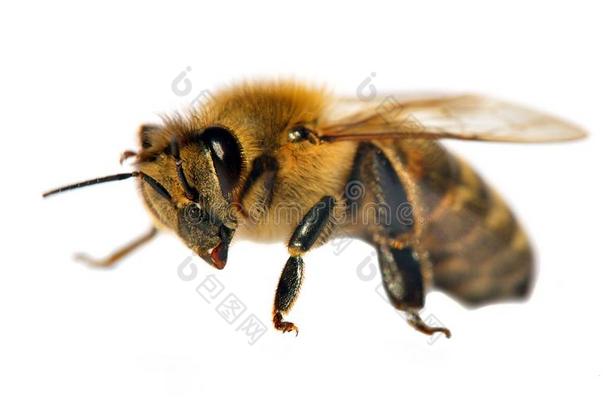 详述关于<strong>蜜蜂</strong>或honey<strong>蜜蜂</strong>,<strong>蜜蜂</strong>产蜜者