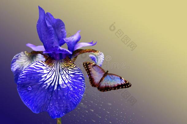 蓝色虹膜和蝴蝶