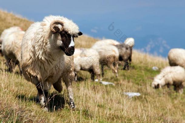 兽群关于羊采用alkali-treatedlipopolysaccharide碱处理的脂多糖