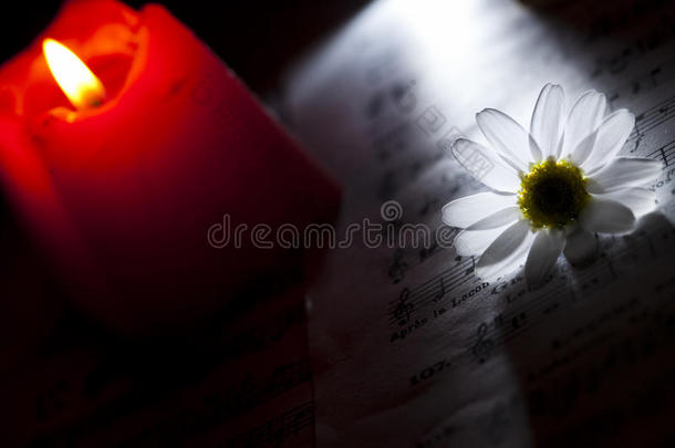 雏菊和红色的C和le向音乐记下纸