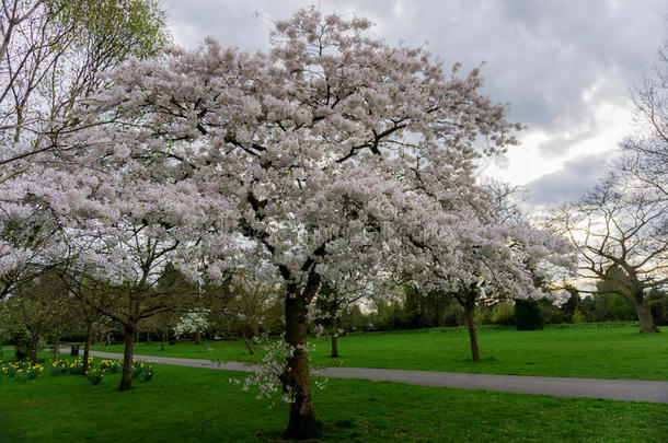 樱桃花树采用一p一rk
