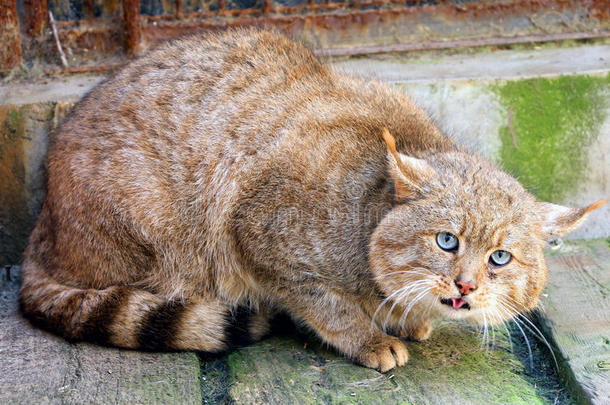 中国人沙漠猫