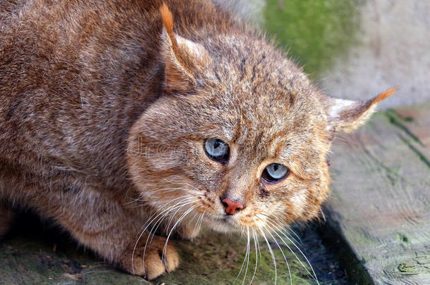 中国人<strong>沙漠</strong>猫