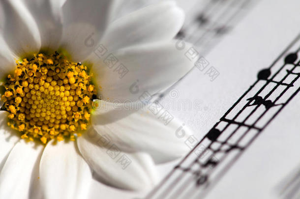 白色的雏菊花向音乐记下纸
