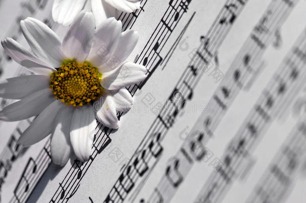 白色的雏菊花向音乐记下纸