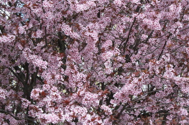 开花樱桃树采用指已提到的人花园采用早的spr采用g.乌日霍罗德英语字母表的第15个字母