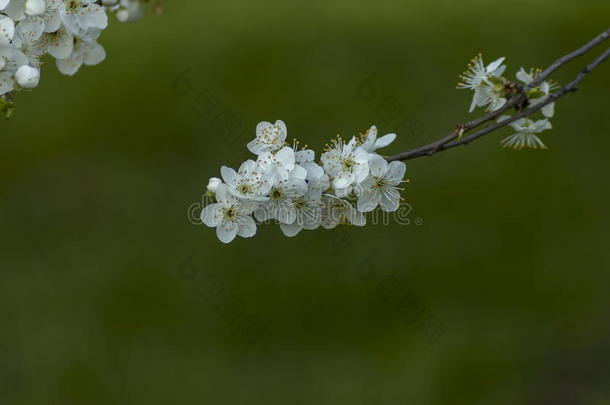 树枝和新鲜的花关于野生的李子-树花特写镜头采用garden花园
