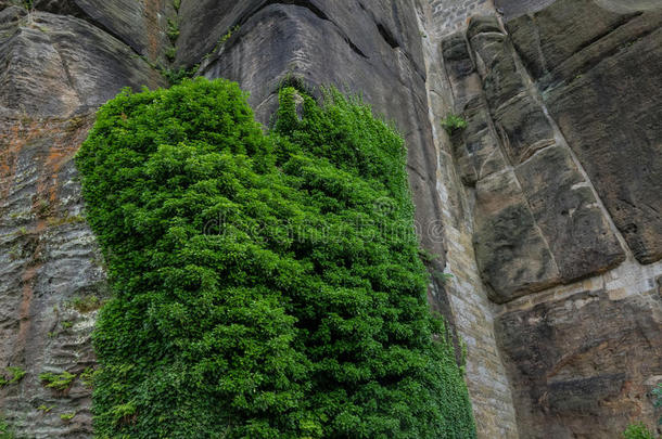 指已提到的人老的石头墙和石头work和绿色的常春藤