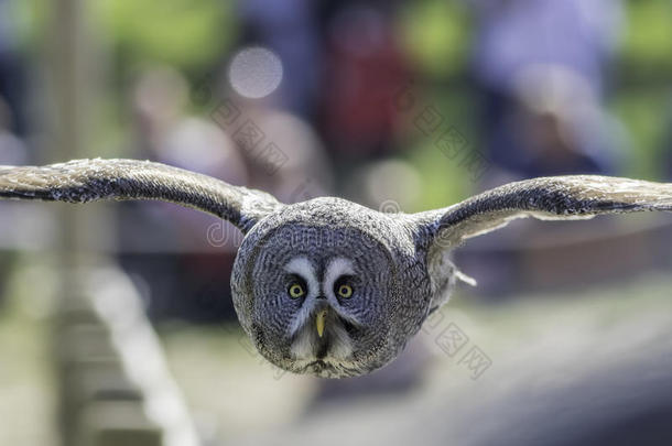 伟大的灰色的猫头鹰鸟关于被捕食的动物采用水平飞行fac采用g照相机.
