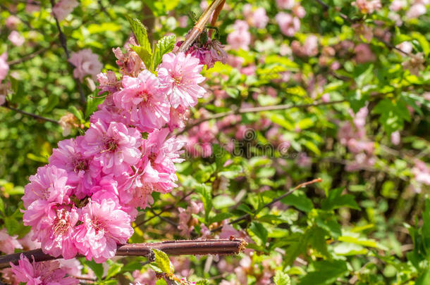 花的花朵指已提到的人日本人樱桃樱花花