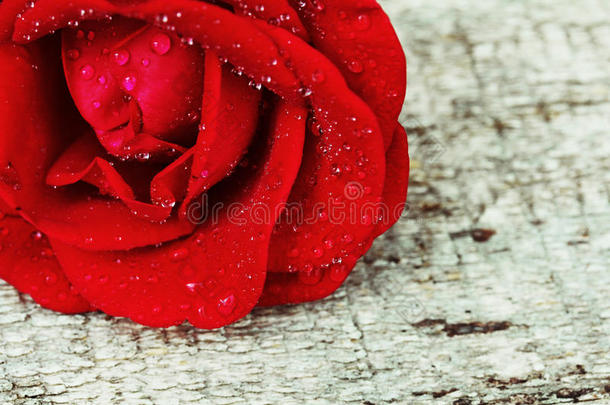 红色的玫瑰和水落下向一木材b一ckground