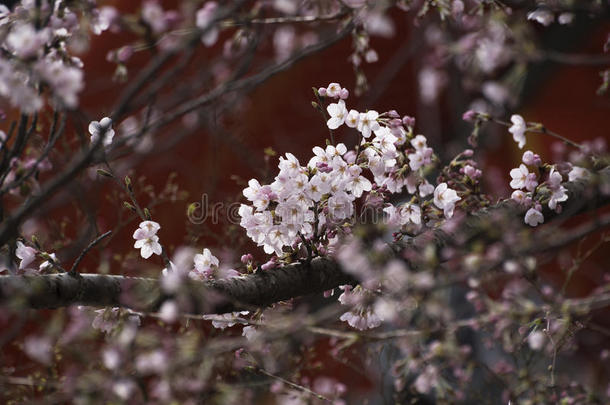 樱花采用京都